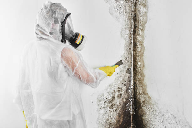 Home Mold Removal in Mullica Hill, NJ