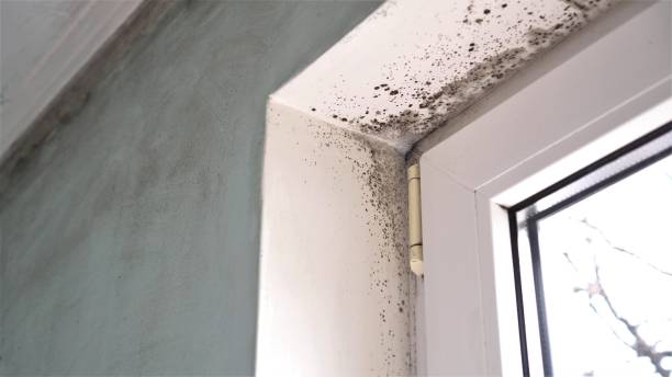 Office Mold Removal Services in Mullica Hill, NJ