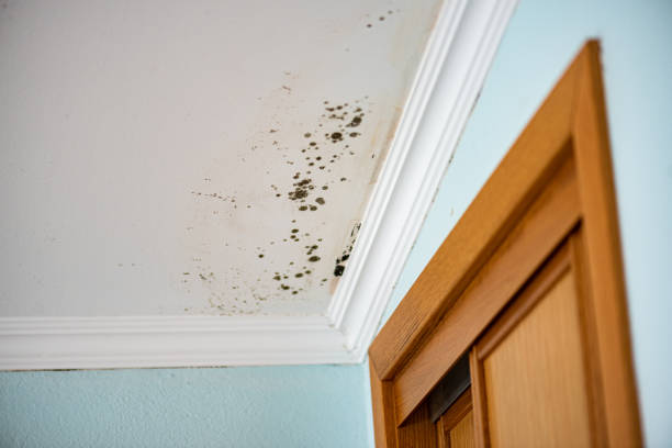 Mold Removal Process in Mullica Hill, NJ