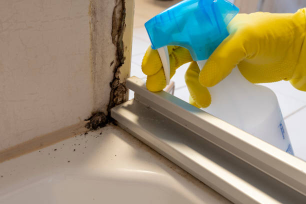 Best Black Mold Removal  in Mullica Hill, NJ