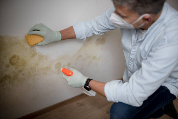 Best Home Mold Removal  in Mullica Hill, NJ