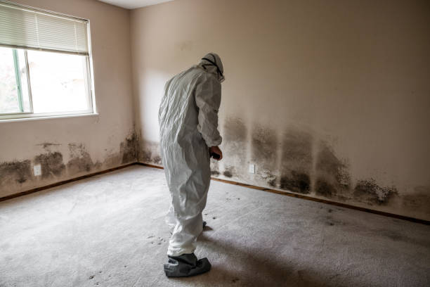 Best Professional Mold Removal  in Mullica Hill, NJ