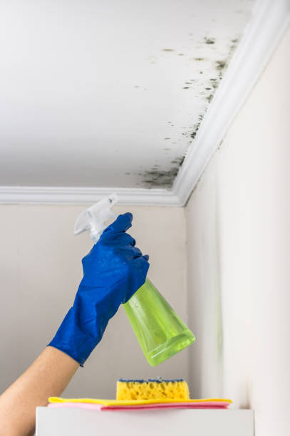 Reliable Mullica Hill, NJ Mold Removal Solutions